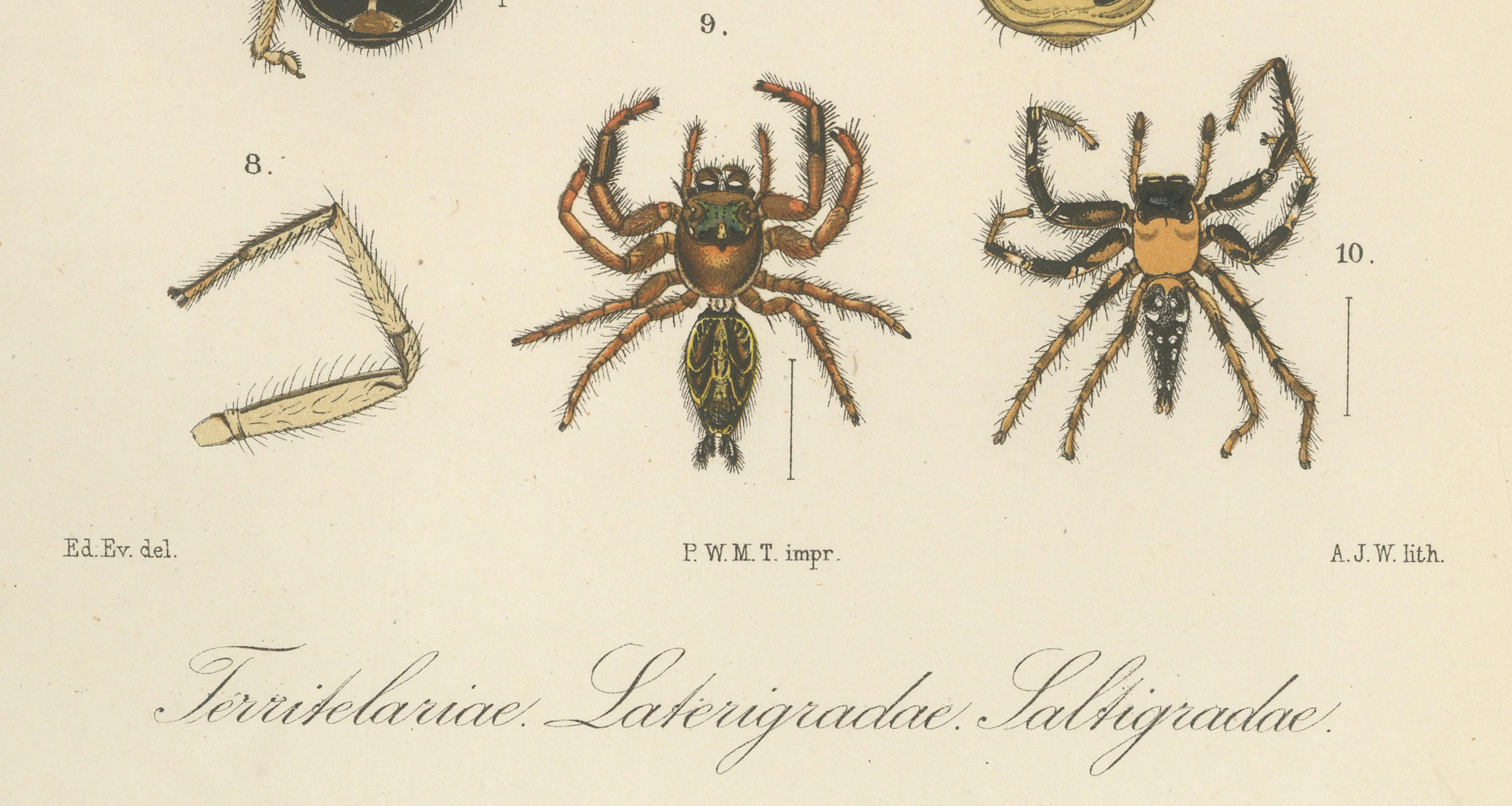 19th Century Antique Print of Sumatran Spiders – Mygalomorphs & Jumping Spiders, c.1887 For Sale