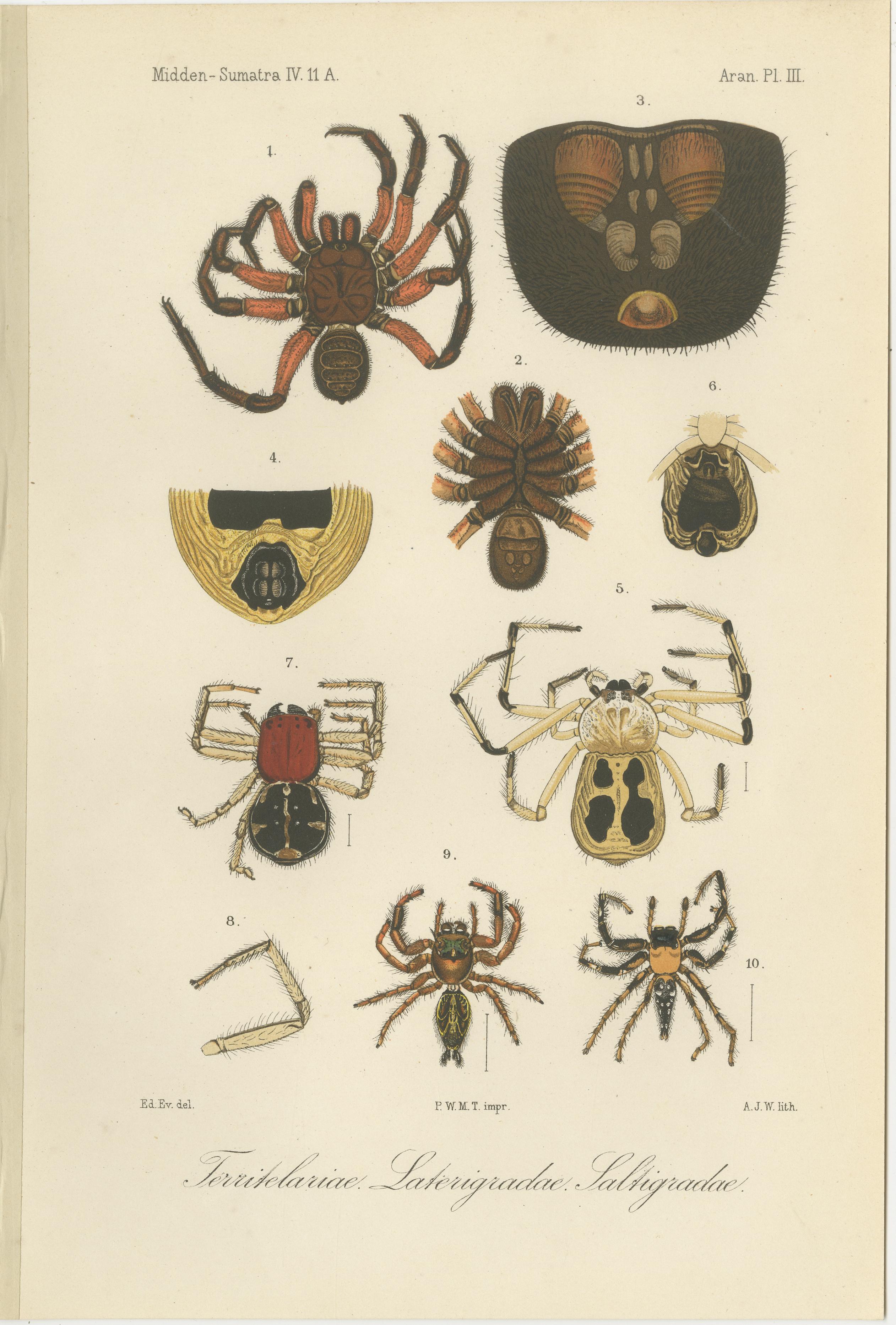 Paper Antique Print of Sumatran Spiders – Mygalomorphs & Jumping Spiders, c.1887 For Sale
