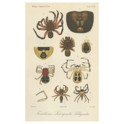Antique Print of Sumatran Spiders – Mygalomorphs & Jumping Spiders, c.1887