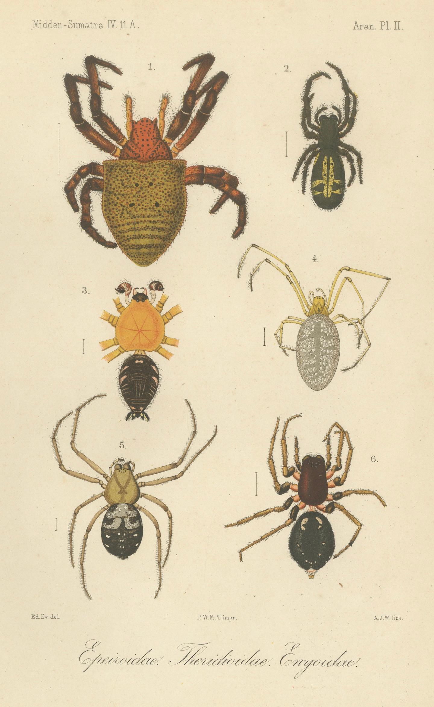 Antique Print of Sumatran Spiders – Orb Weavers & Jumping Spiders, c.1887

This fascinating antique print depicts a selection of striking spider species from Sumatra, illustrated around 1878 for the renowned scientific work Midden-Sumatra. The plate