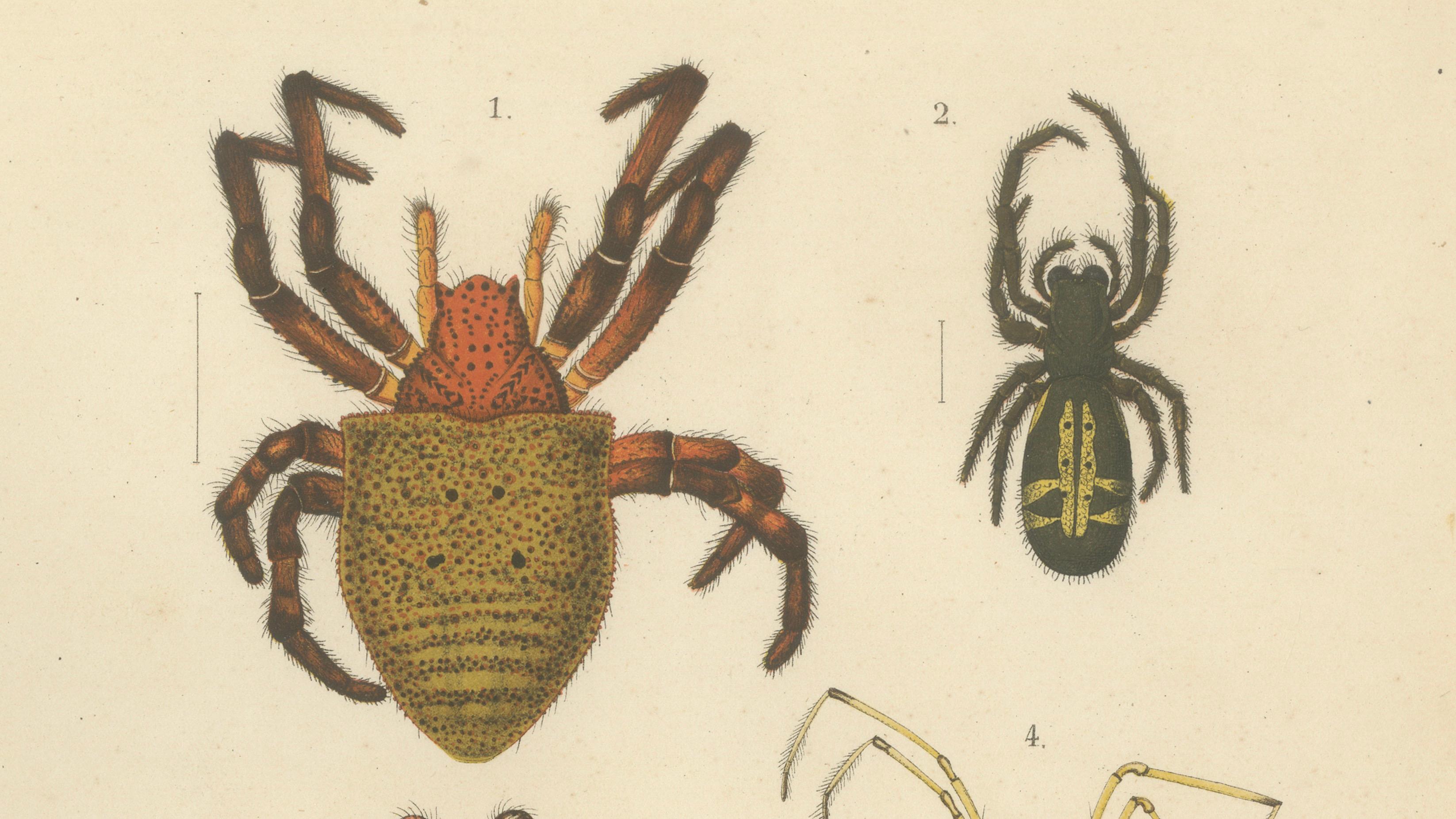 Dutch Antique Print of Sumatran Spiders – Orb Weavers & Jumping Spiders, c.1887 For Sale