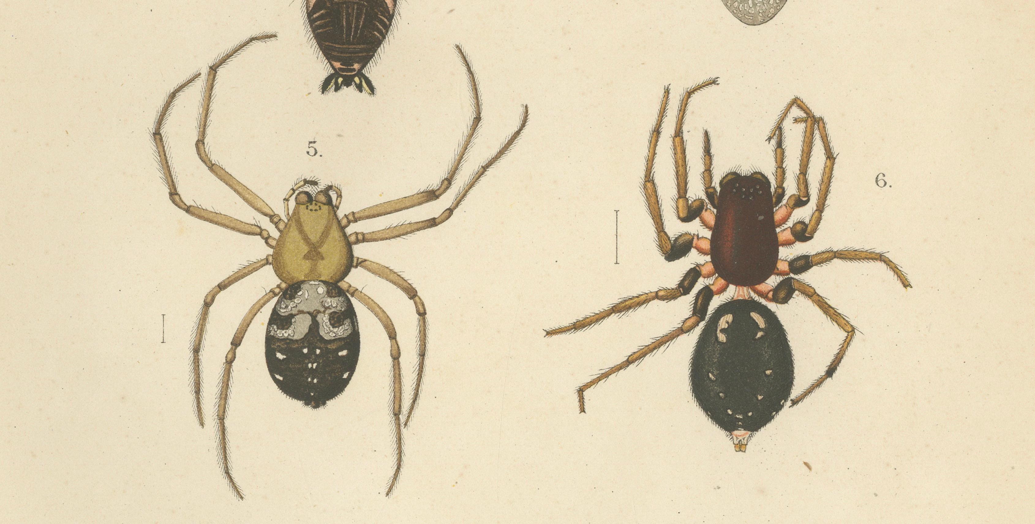 Antique Print of Sumatran Spiders – Orb Weavers & Jumping Spiders, c.1887 In Good Condition For Sale In Langweer, NL