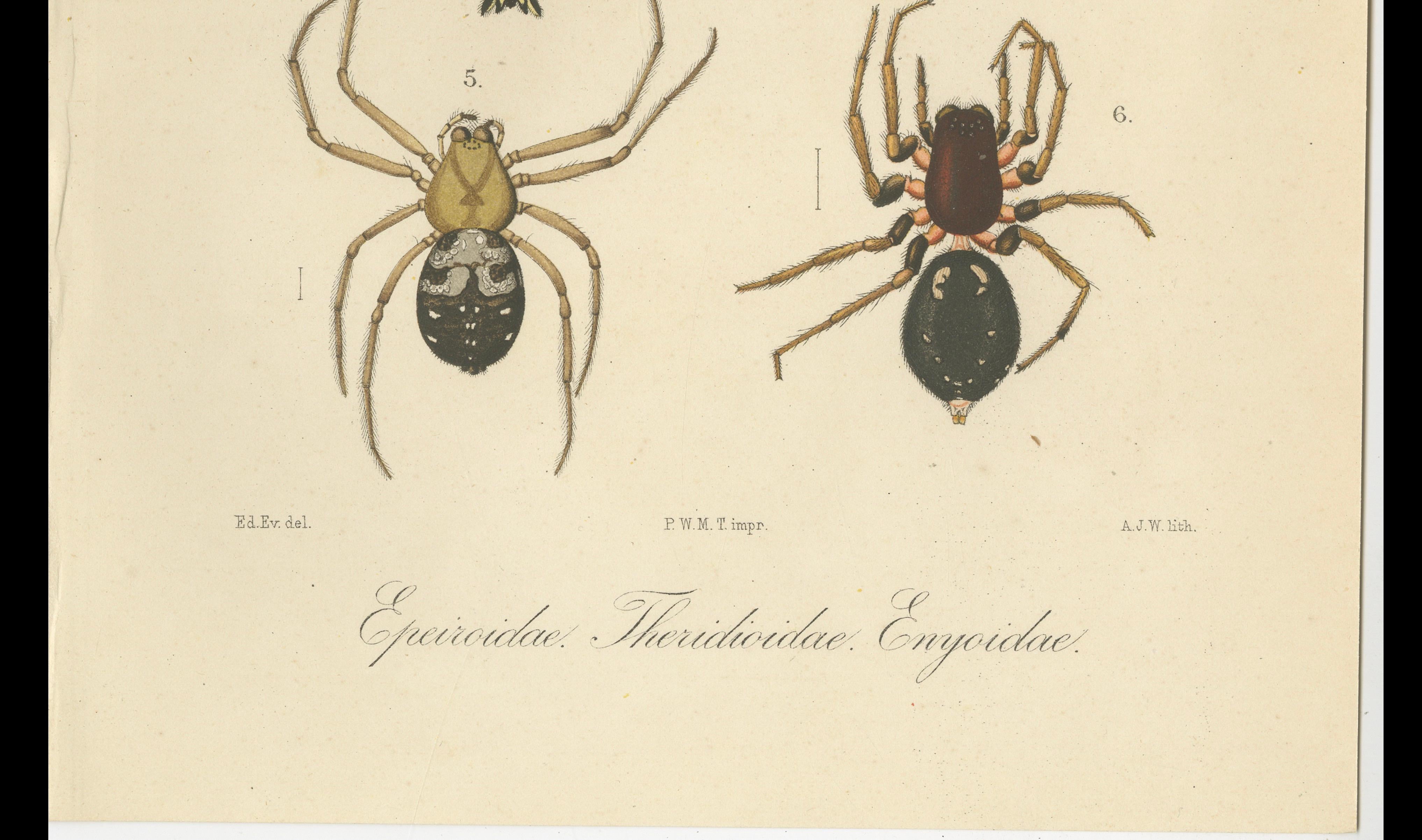 19th Century Antique Print of Sumatran Spiders – Orb Weavers & Jumping Spiders, c.1887 For Sale