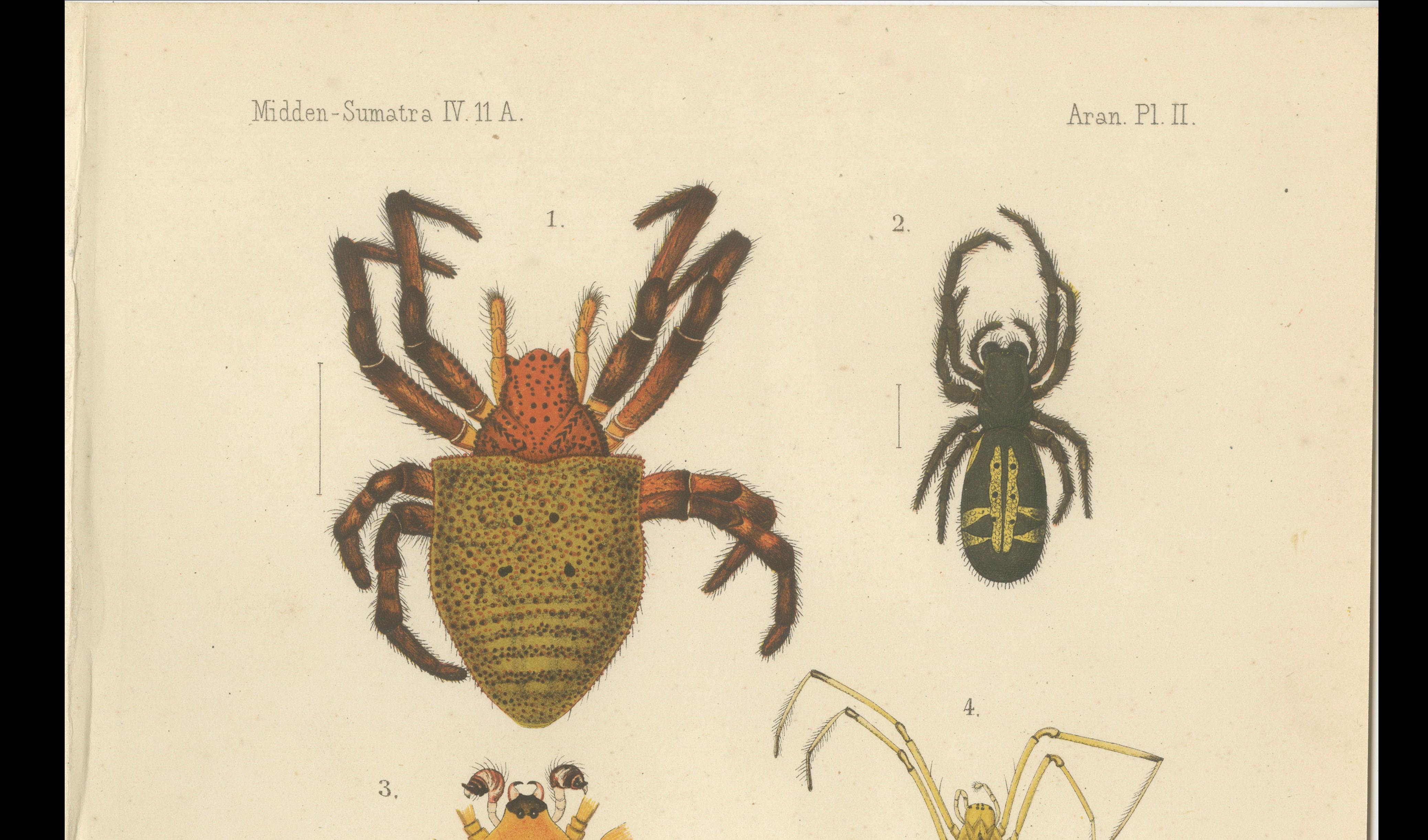 Paper Antique Print of Sumatran Spiders – Orb Weavers & Jumping Spiders, c.1887 For Sale