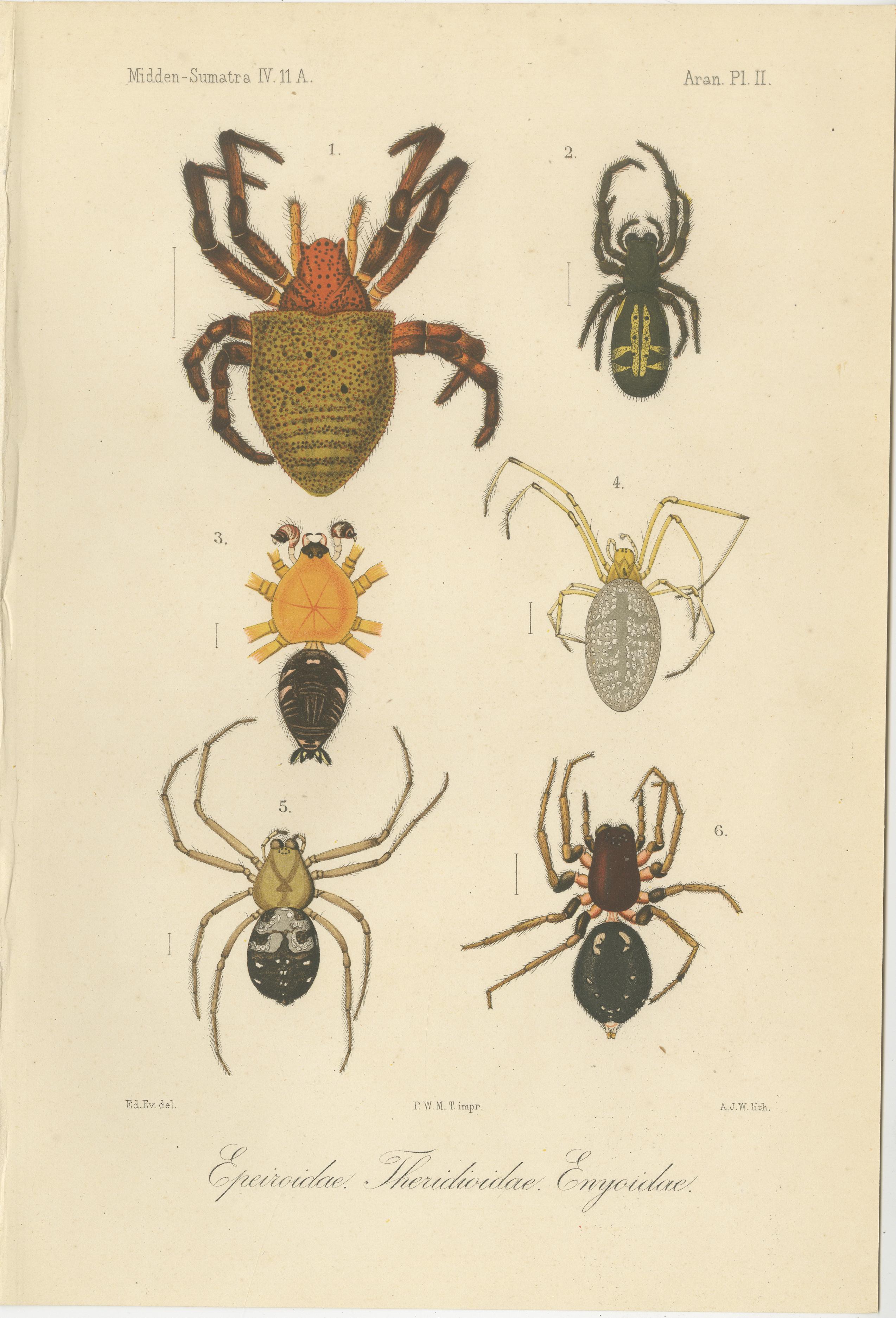 Antique Print of Sumatran Spiders – Orb Weavers & Jumping Spiders, c.1887 For Sale 1