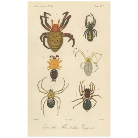 Antique Print of Sumatran Spiders – Orb Weavers & Jumping Spiders, c.1887