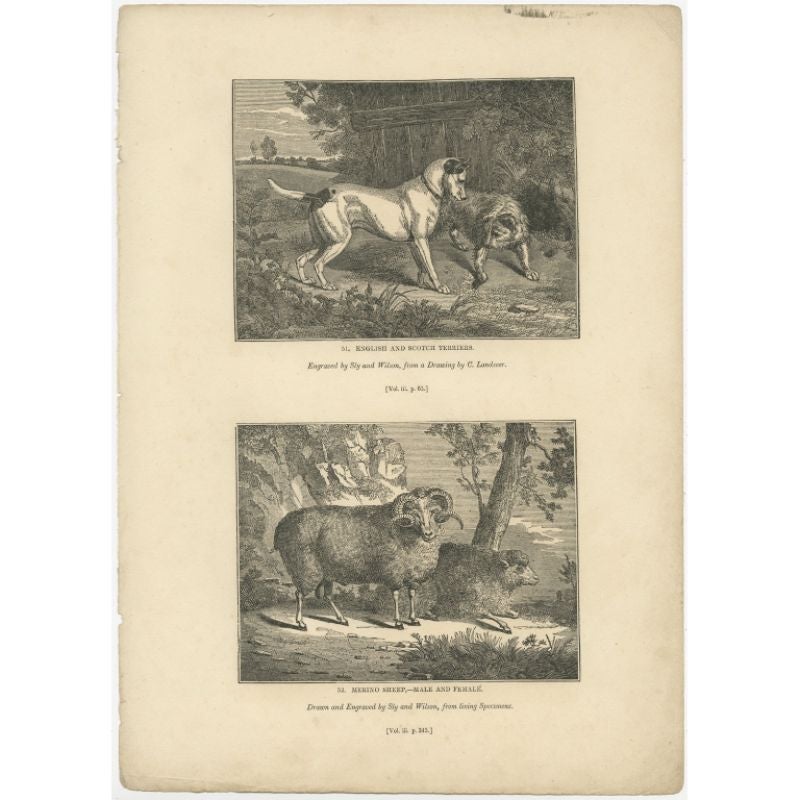 Antique print titled 'English and Scotch Terriers - Merino Sheep, male and female'. Old print of Terrier dogs and Merino sheep. This print originates from 'One Hundred and Fifty Wood Cuts selected from the Penny Magazine'.

Artists and Engravers: