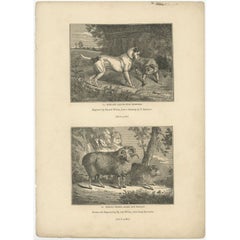 Antique Print of Terriers and Merino Sheep, 1835