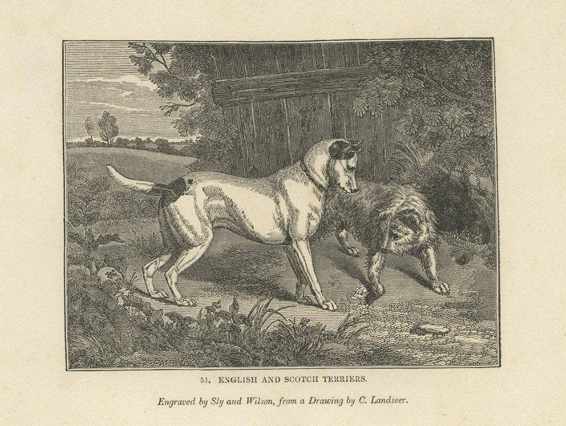 Antique Print of Terriers and Merino Sheep, 1835
