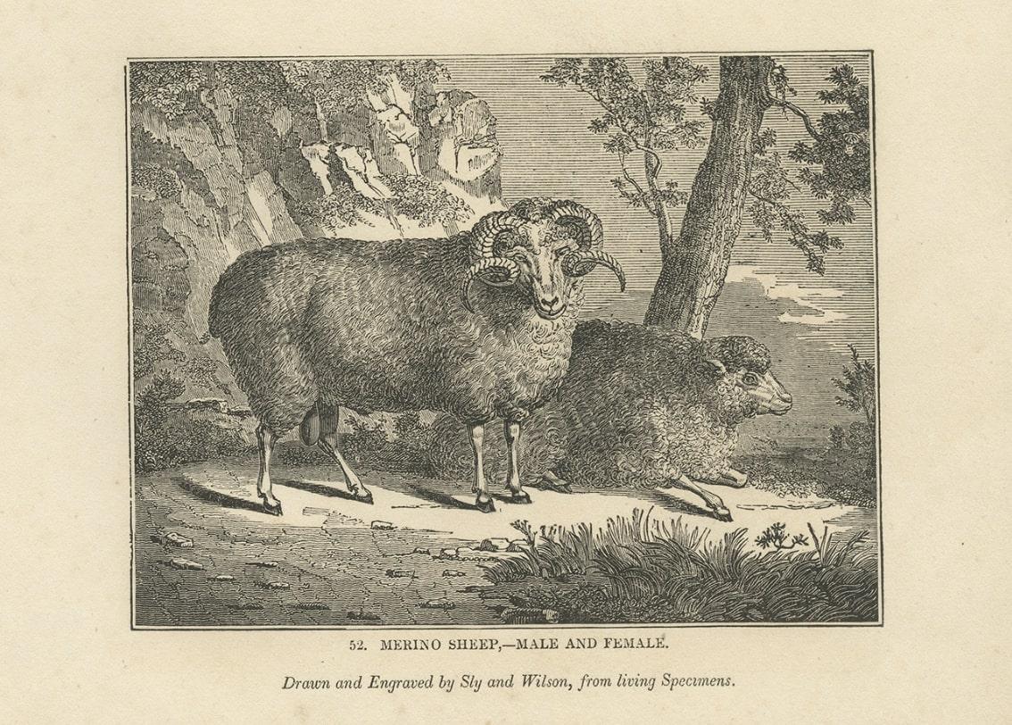 Paper Antique Print of Terriers and Merino Sheep, 1835 For Sale