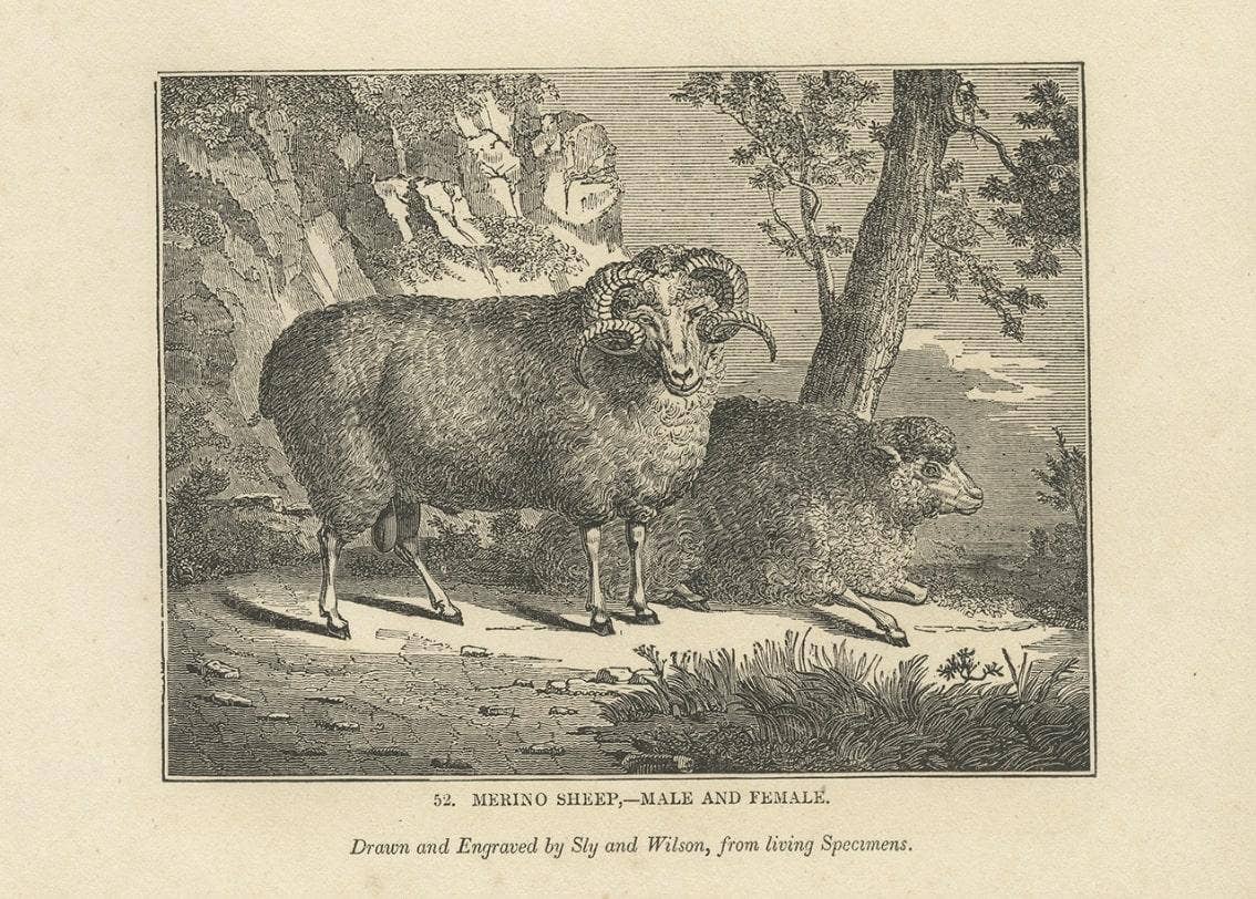 Antique Print of Terriers and Merino Sheep, 1835
