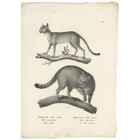 Antique Print of the African and European Wildcat by Schinz, 'c.1830'