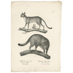Antique Print of the African and European Wildcat by Schinz, 'c.1830'