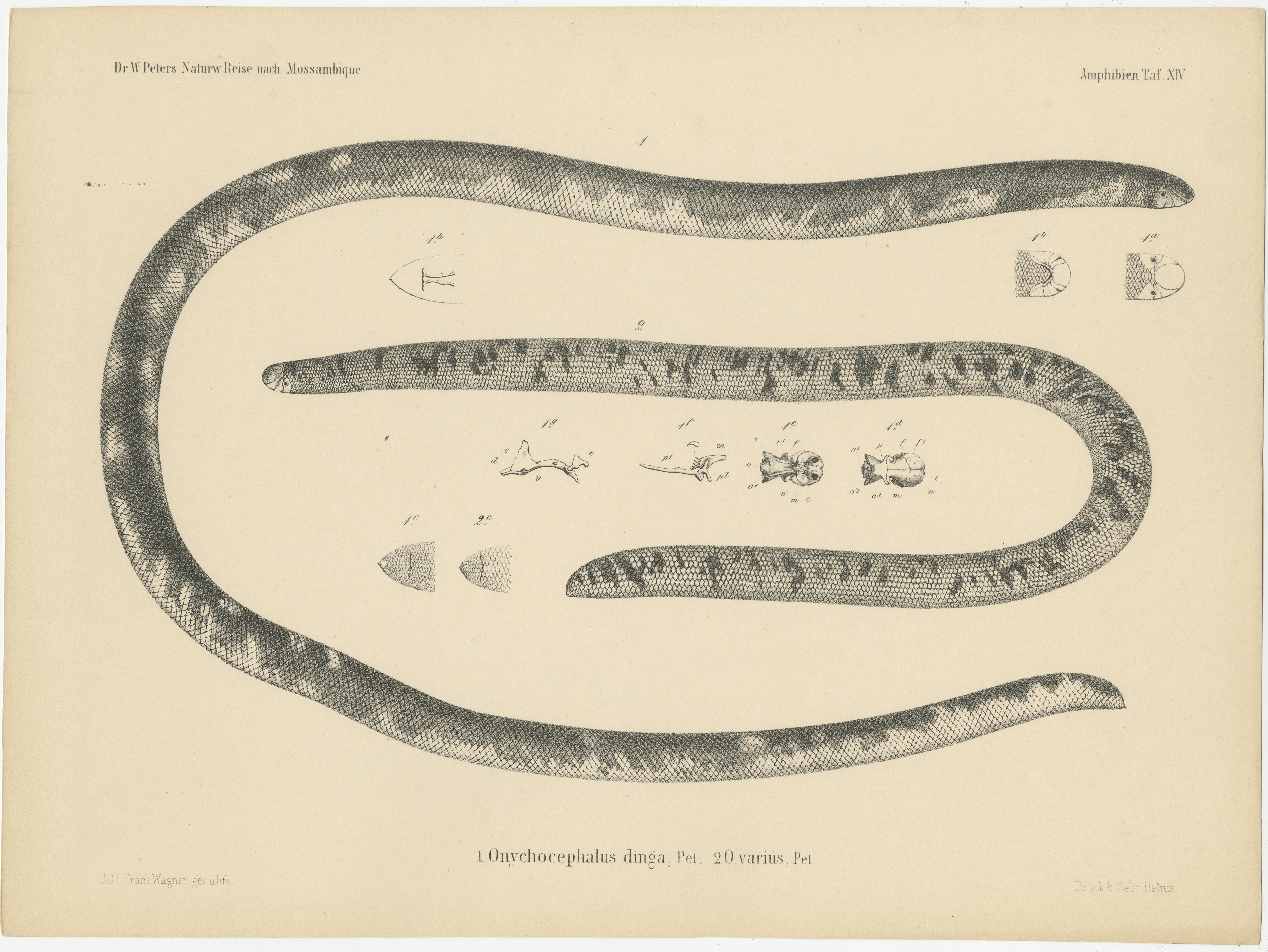 Antique print titled 'Onychocephalus dinga (..)'. Original antique print of the African giant blind snake. This print originates from 'Naturwissenschaftliche Reise nach Mossambique (..)' by Wilhelm C.H. Peters, published circa 1868.