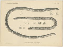 Antique Print of the African Giant Blind Snake