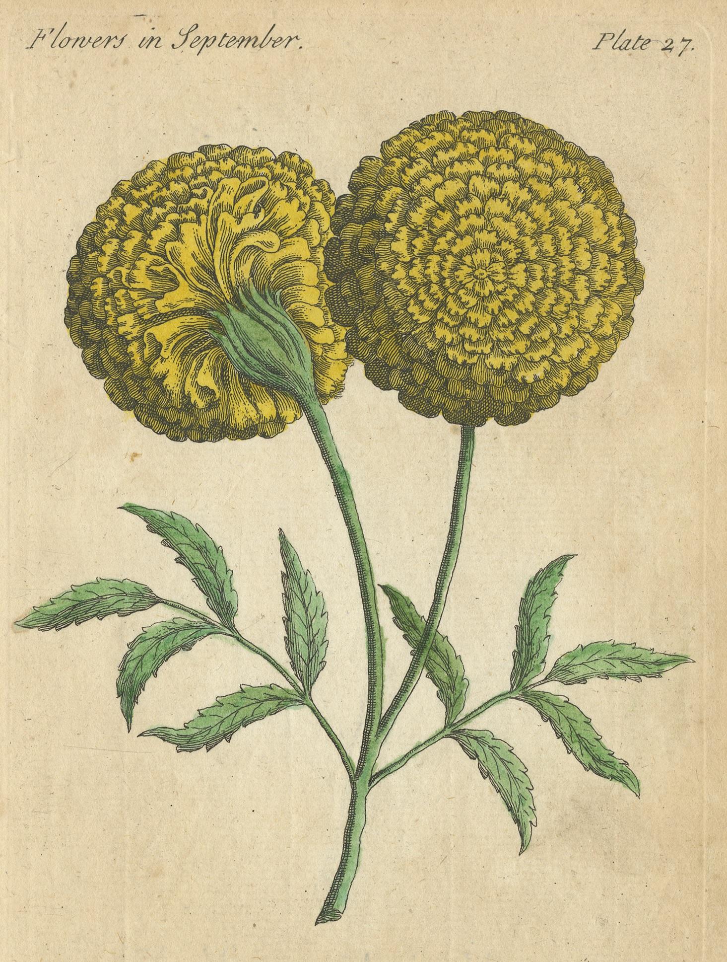 Antique botany print titled 'The African Marigold'. This print originates from 'The Compleat Florist' by J. Duke.