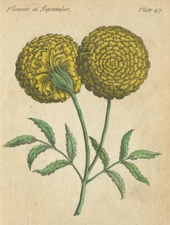 Impression ancienne de la fleur africaine en ormeau, 1747