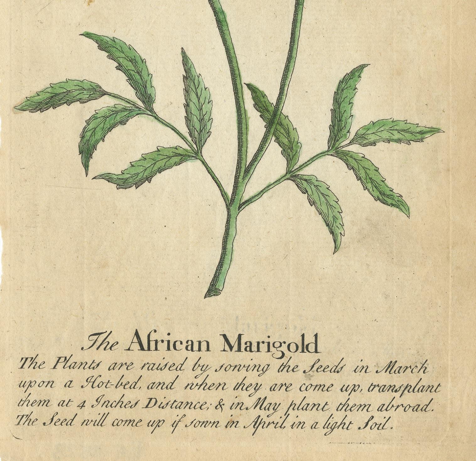 English Antique Print of the African Marigold Flower, 1747