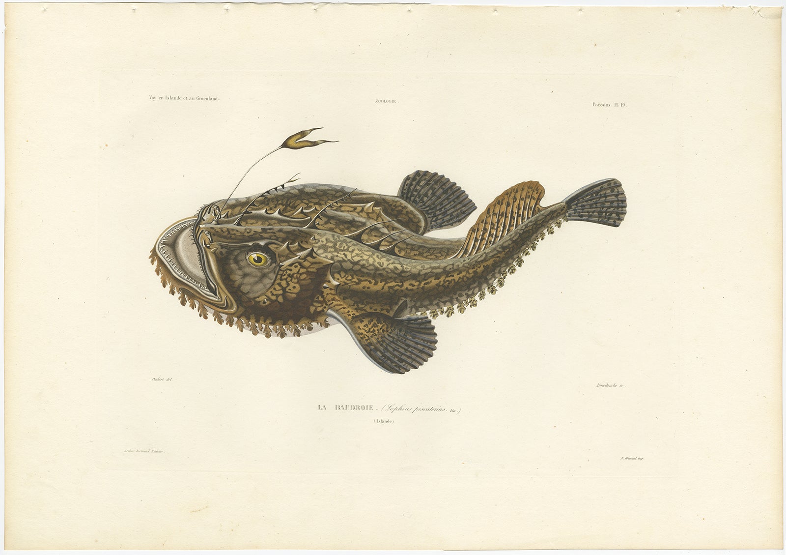Antique Print of the Anglerfish or Monkfish – Hand-Colored French Lithograph, 1845

This remarkable hand-colored lithograph features La Baudroie (Lophius Piscatorius), commonly known as the Anglerfish or Monkfish. It was published in 1845 as part of