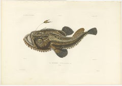 Antique Print of the Anglerfish or Monkfish – Hand-Colored Lithograph, 1845