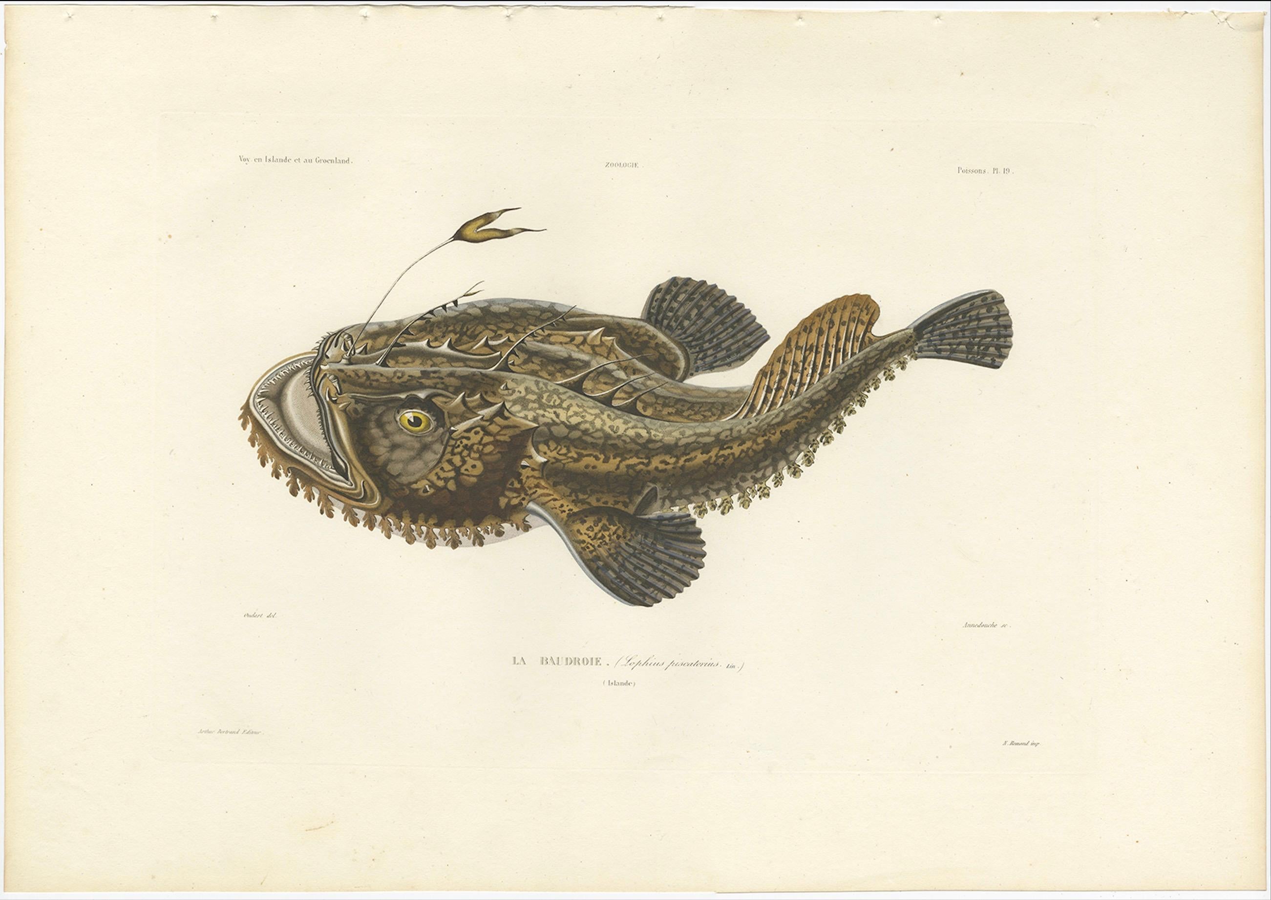 French Antique Print of the Anglerfish or Monkfish – Hand-Colored Lithograph, 1845 For Sale