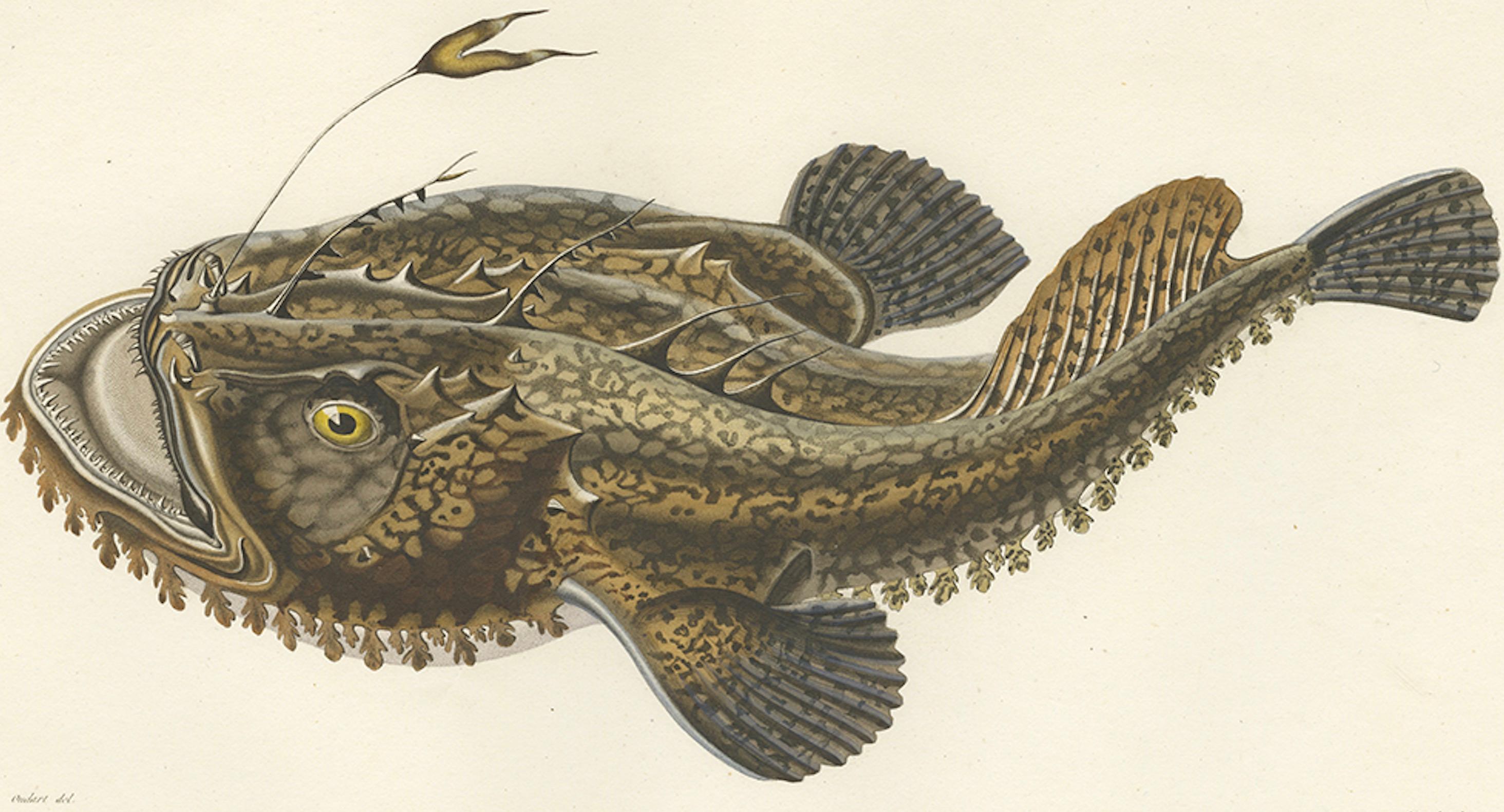 19th Century Antique Print of the Anglerfish or Monkfish – Hand-Colored Lithograph, 1845 For Sale