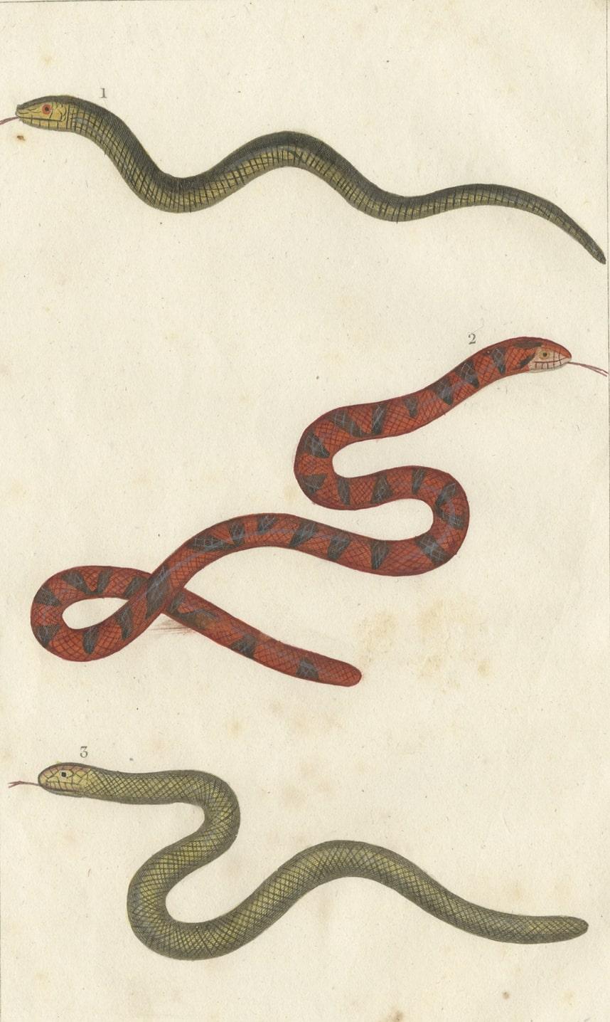Grabado antiguo del Anguis Fragilis y otros reptiles, c.1820 en venta 2