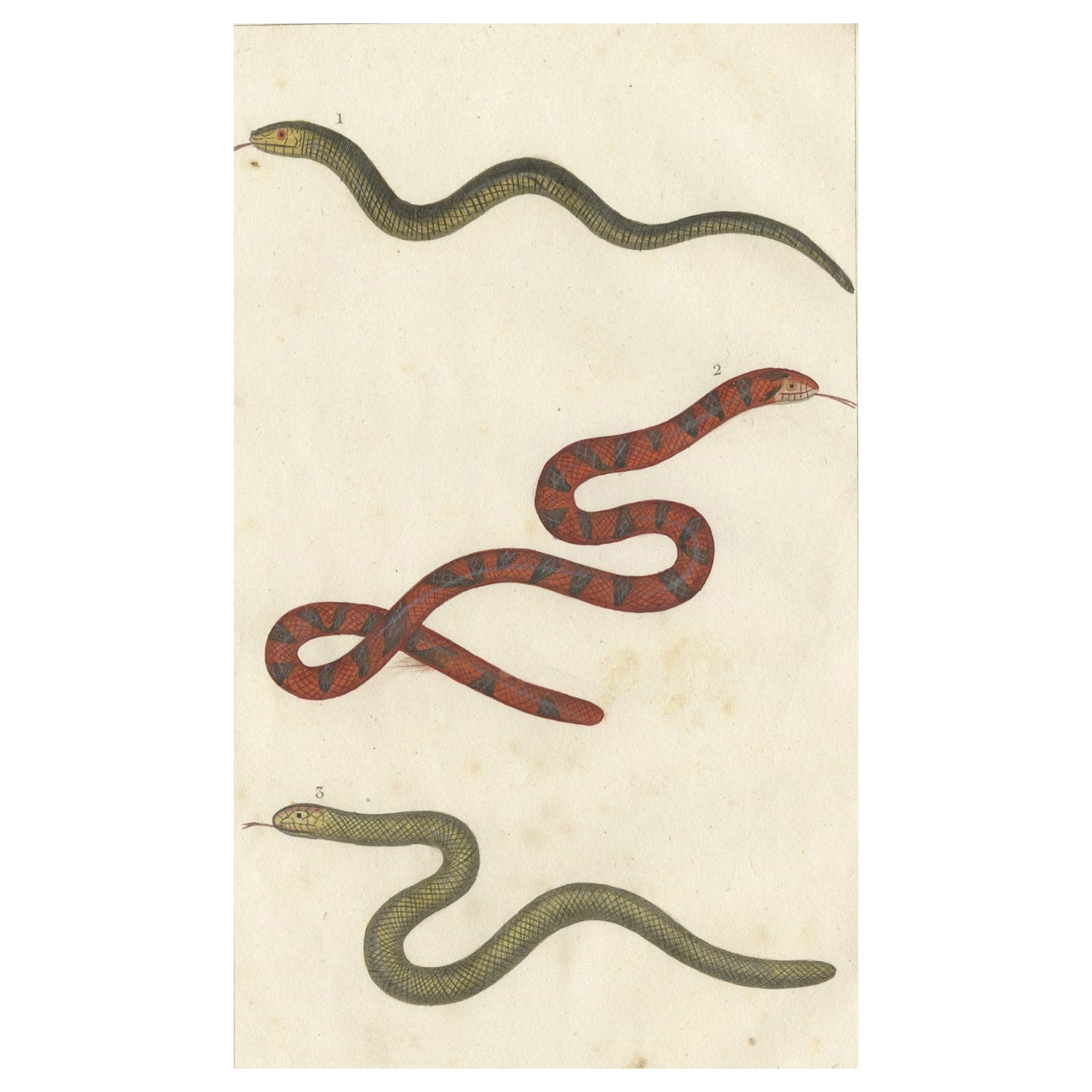 Antiker Druck des Anguis Fragilis und anderer Reptilien, um 1820