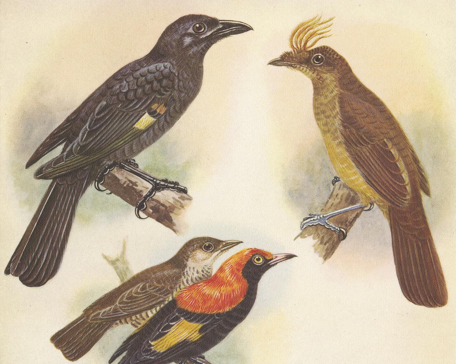 Decorative print illustrating the Archbold's bower-bird, crested golden bird, Madang golden bird and Lauterbachs bower bird. This authentic print originates from 'birds of paradise and bower birds' by Tom Iredale. With colored illustrations of every