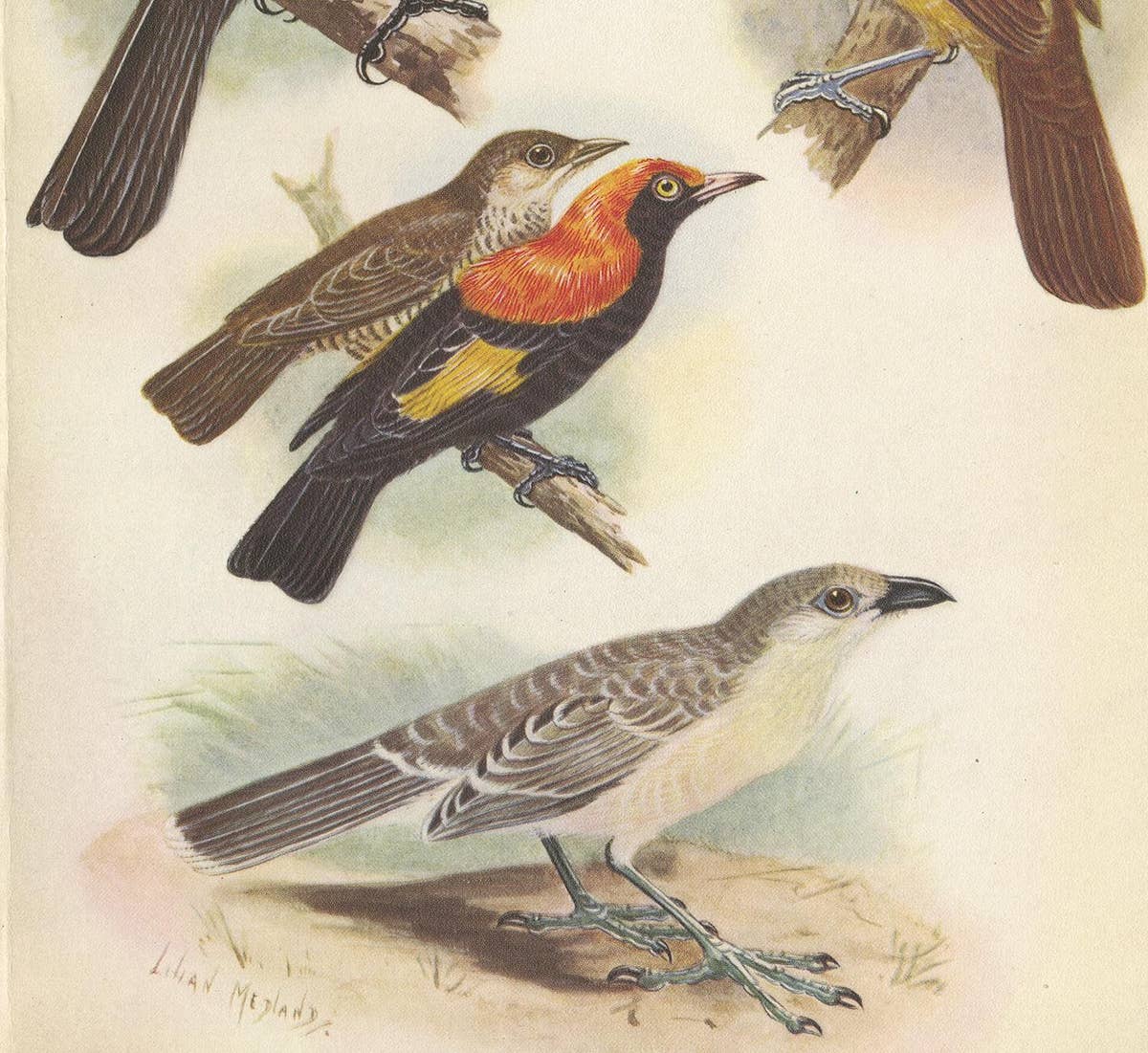 Antique Print of the Archbold's Bower-Bird, Crested Golden Bird and Other, 1950