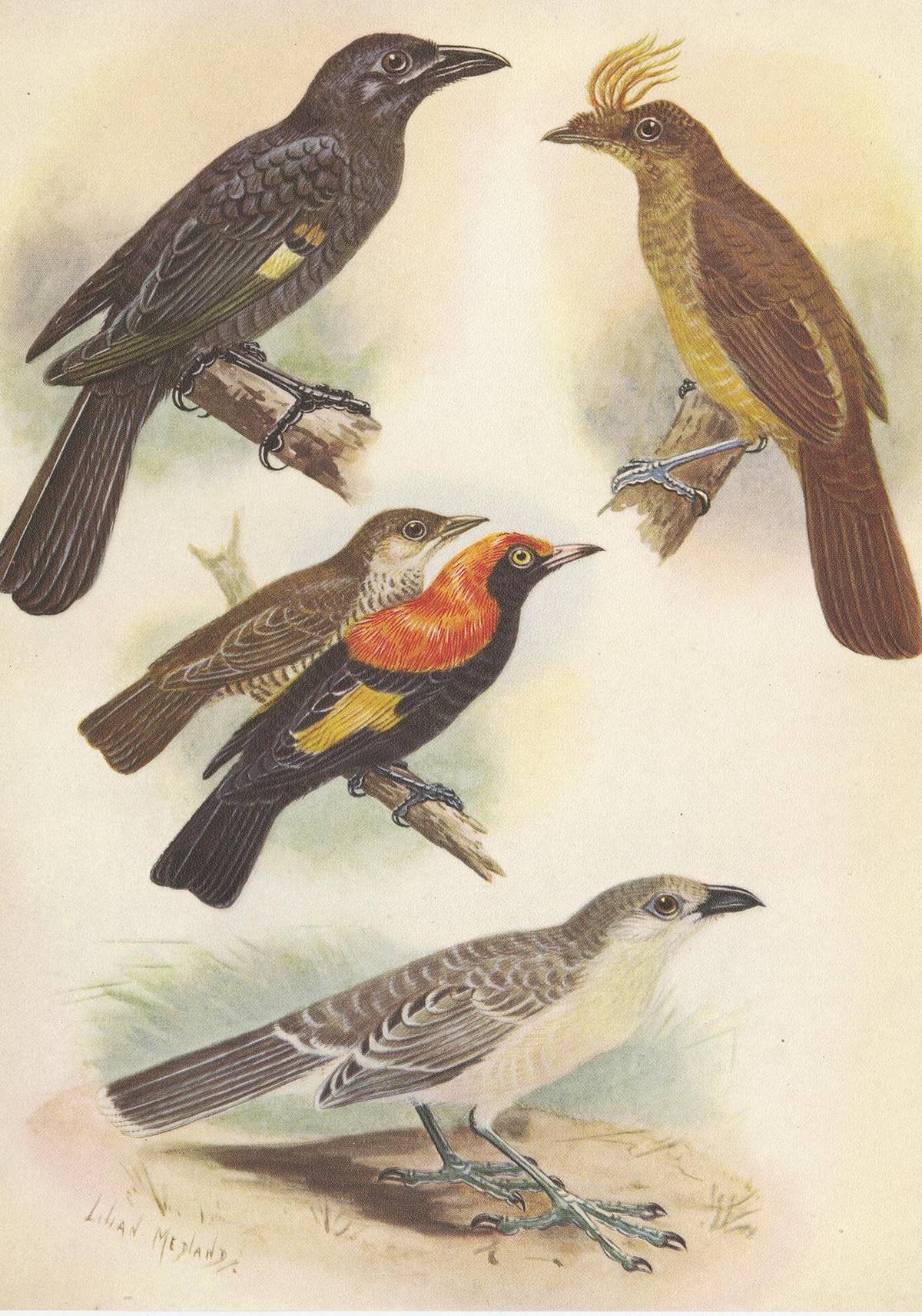 Antique Print of the Archbold's Bower-Bird, Crested Golden Bird and Other, 1950
