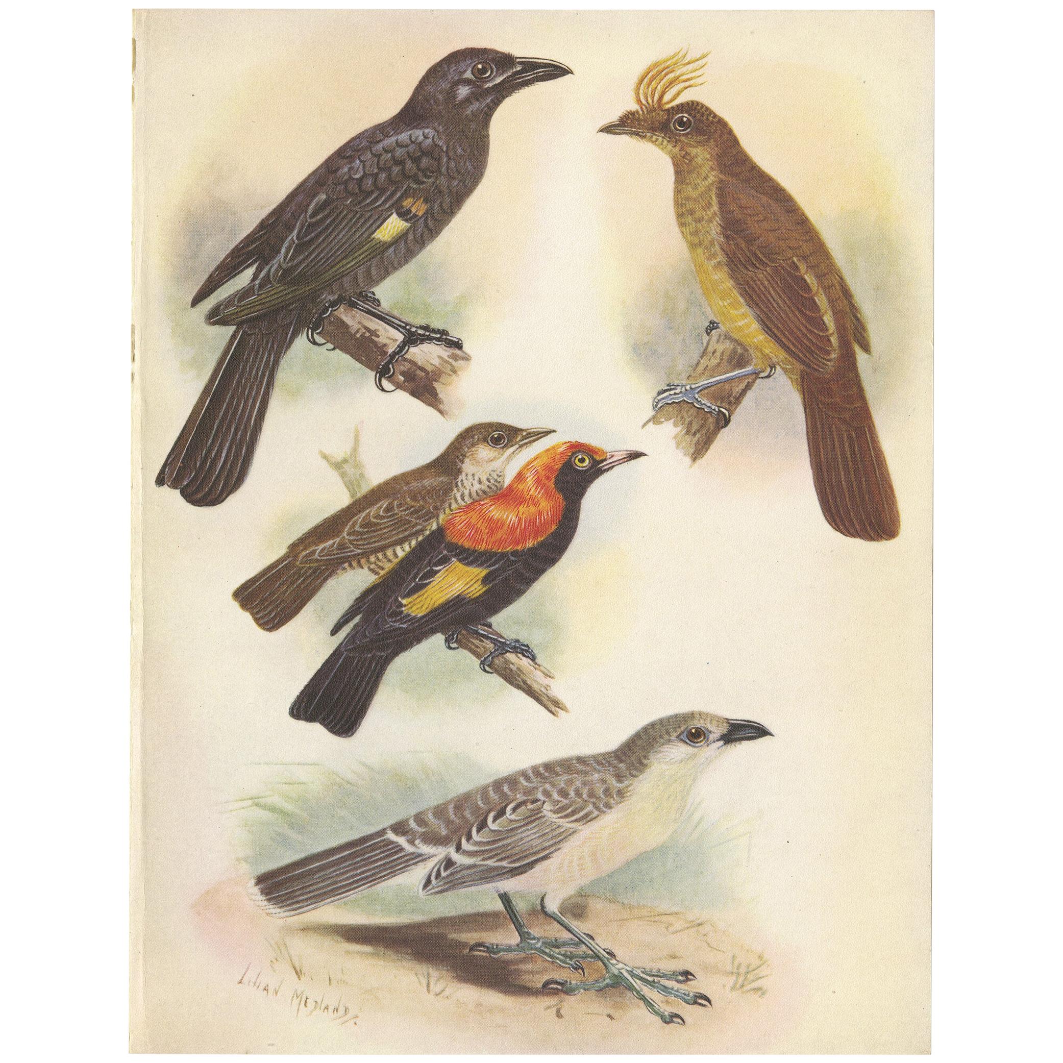 Antique Print of the Archbold's Bower-Bird, Crested Golden Bird and Other, 1950 For Sale