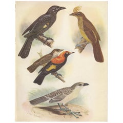 Estampa antigua del pájaro enramado de Archbold, pájaro dorado crestado y otros, 1950