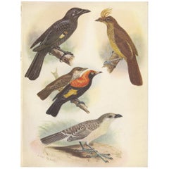 Antiker Druck des Bogenschützenvogels Archbold, geformter goldener Vogel und andere, 1950