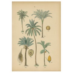 Antique Print of the Areca Catechu 'or Betel Palm' by Hoffmann '1884'