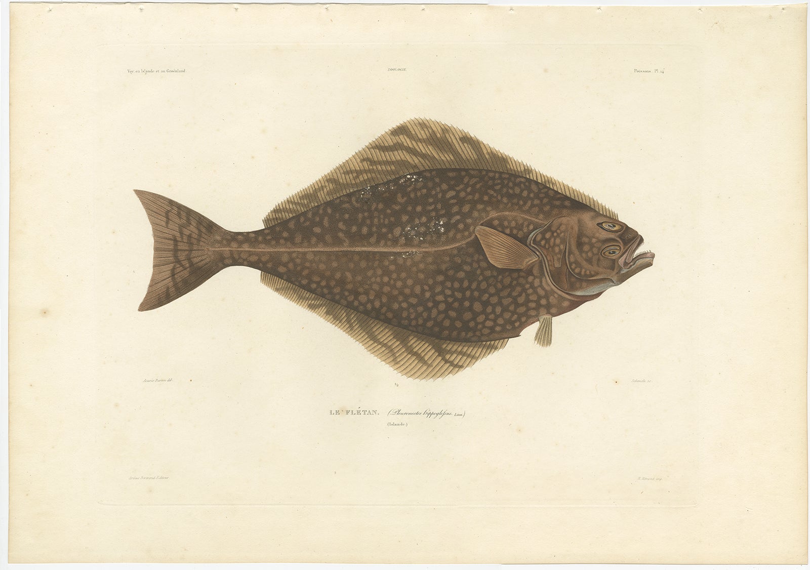 Antique Print of the Atlantic Halibut (Pleuronectes hippoglossus) – Hand-Colored Lithograph, 1845

This striking hand-colored lithograph features Le Flétan (Pleuronectes hippoglossus), known in English as the Atlantic Halibut. It was published in