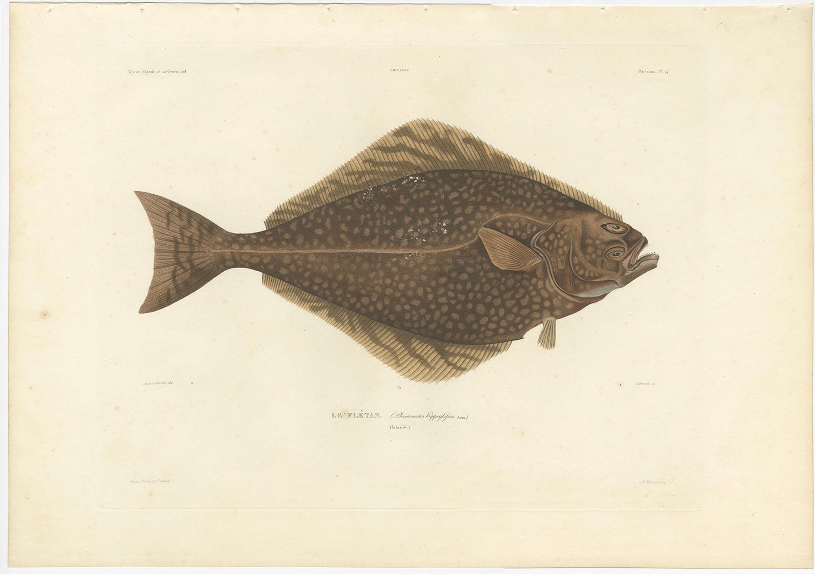 French Antique Print of the Atlantic Halibut – Hand-Colored and Published in 1845