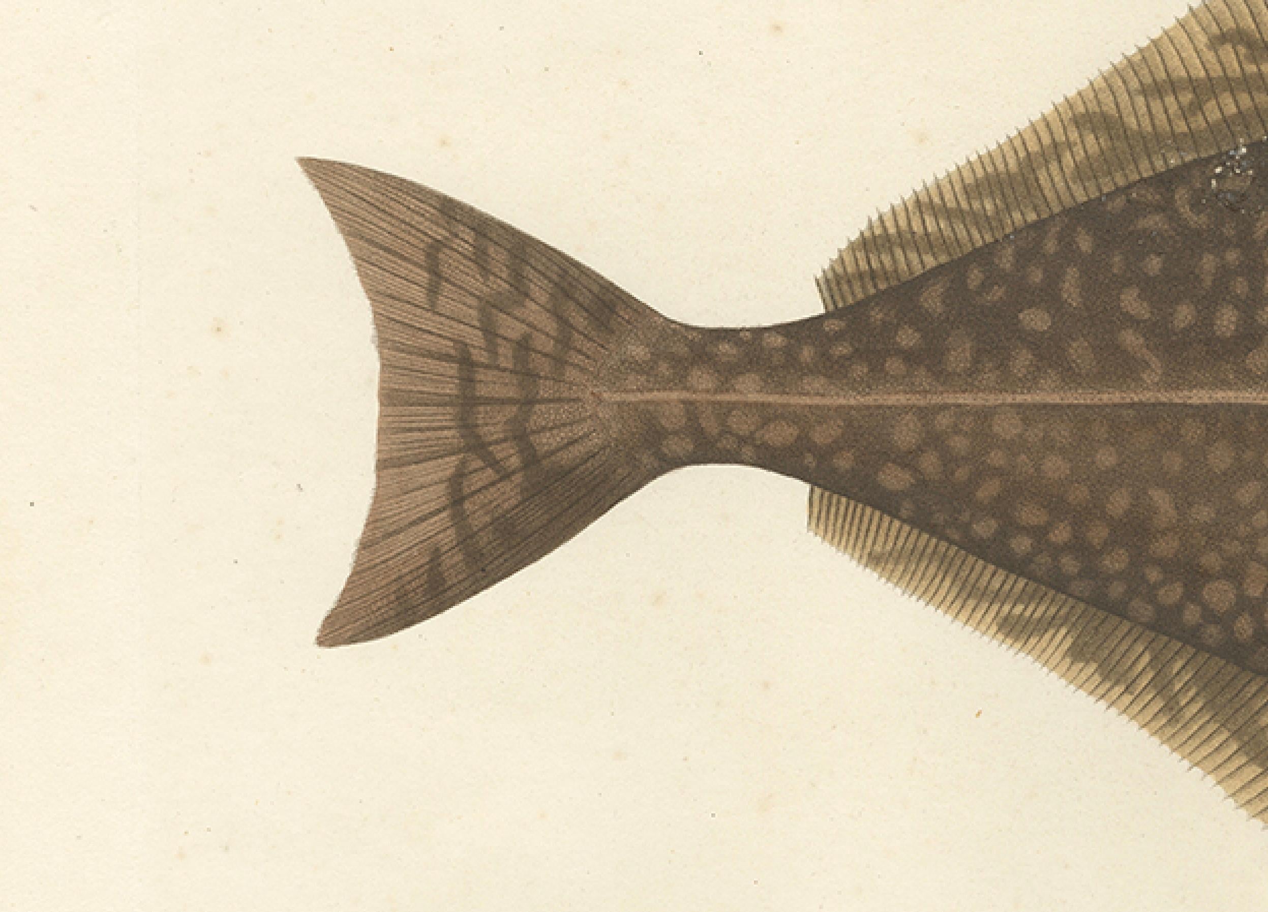 Antique Print of the Atlantic Halibut – Hand-Colored and Published in 1845 In Good Condition In Langweer, NL