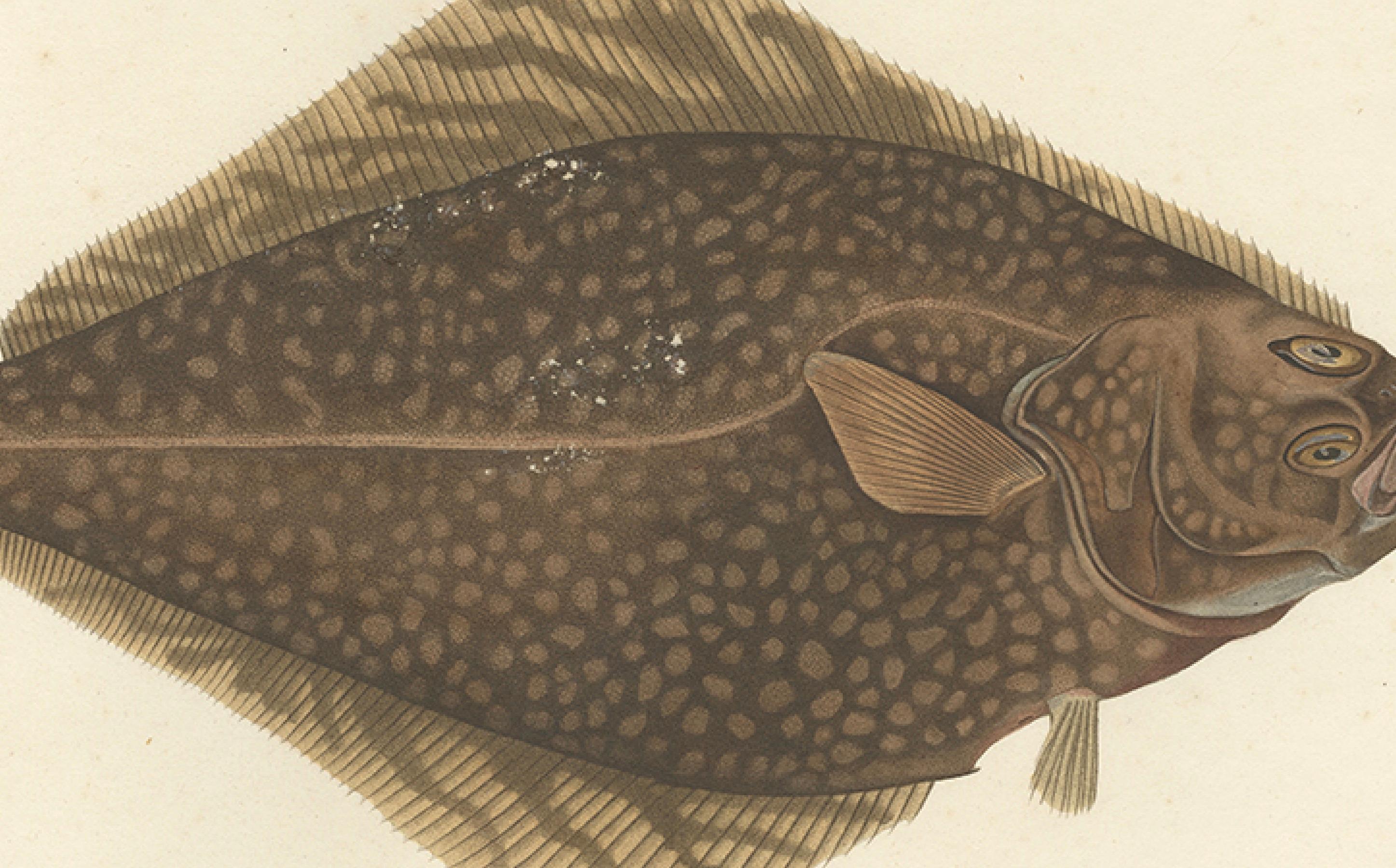 19th Century Antique Print of the Atlantic Halibut – Hand-Colored and Published in 1845