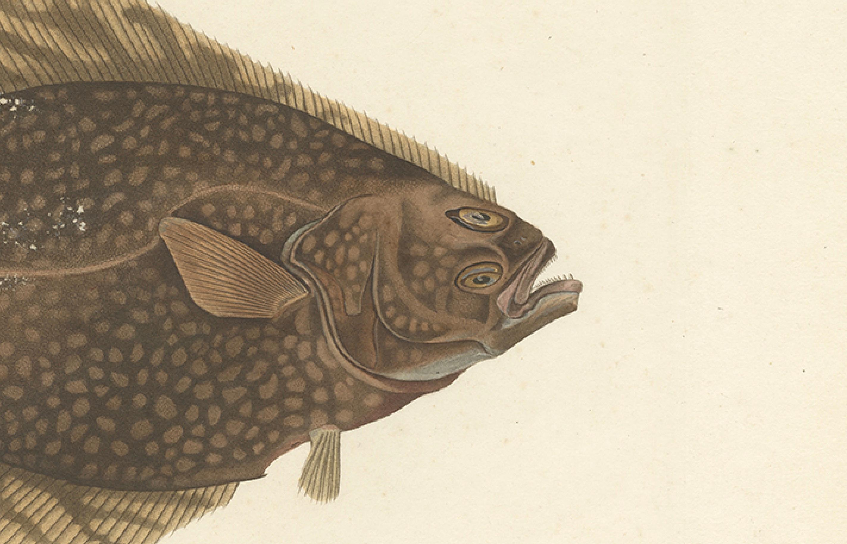 Paper Antique Print of the Atlantic Halibut – Hand-Colored and Published in 1845