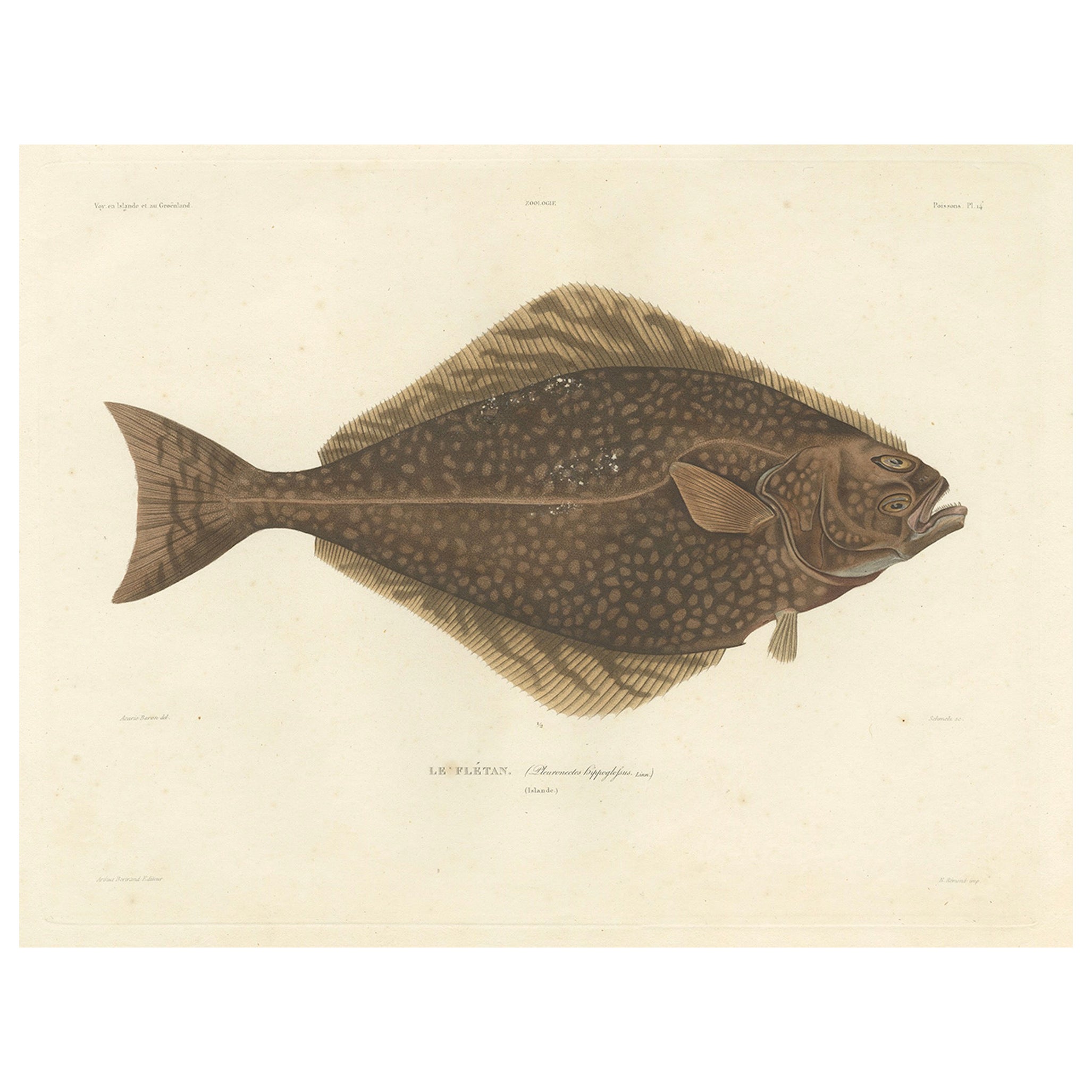 Antique Print of the Atlantic Halibut – Hand-Colored and Published in 1845