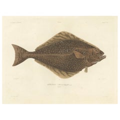 Antique Print of the Atlantic Halibut – Hand-Colored and Published in 1845