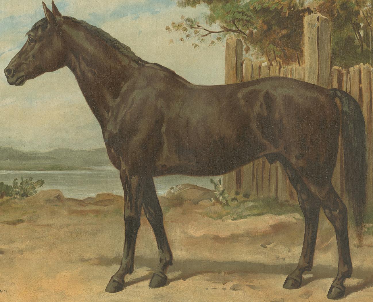 Original Antique Print of the Australian Horse by O. Eerelman, 1898 In Good Condition For Sale In Langweer, NL
