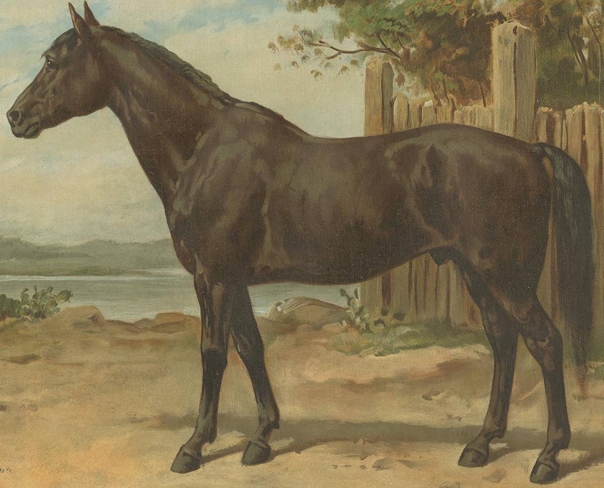 Original Antique Print of the Australian Horse by O. Eerelman, 1898