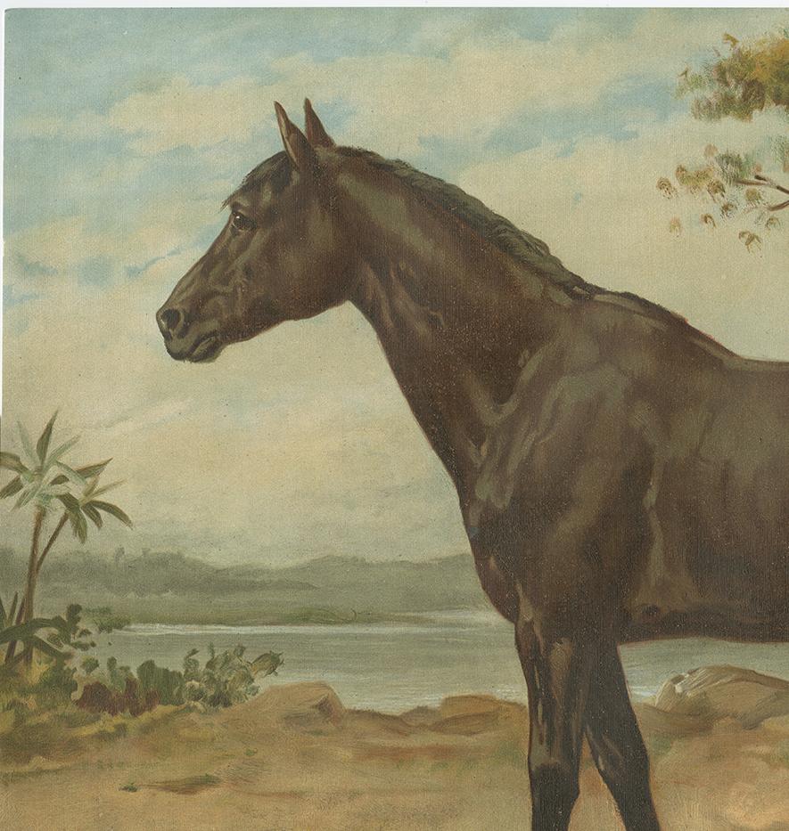19th Century Original Antique Print of the Australian Horse by O. Eerelman, 1898 For Sale