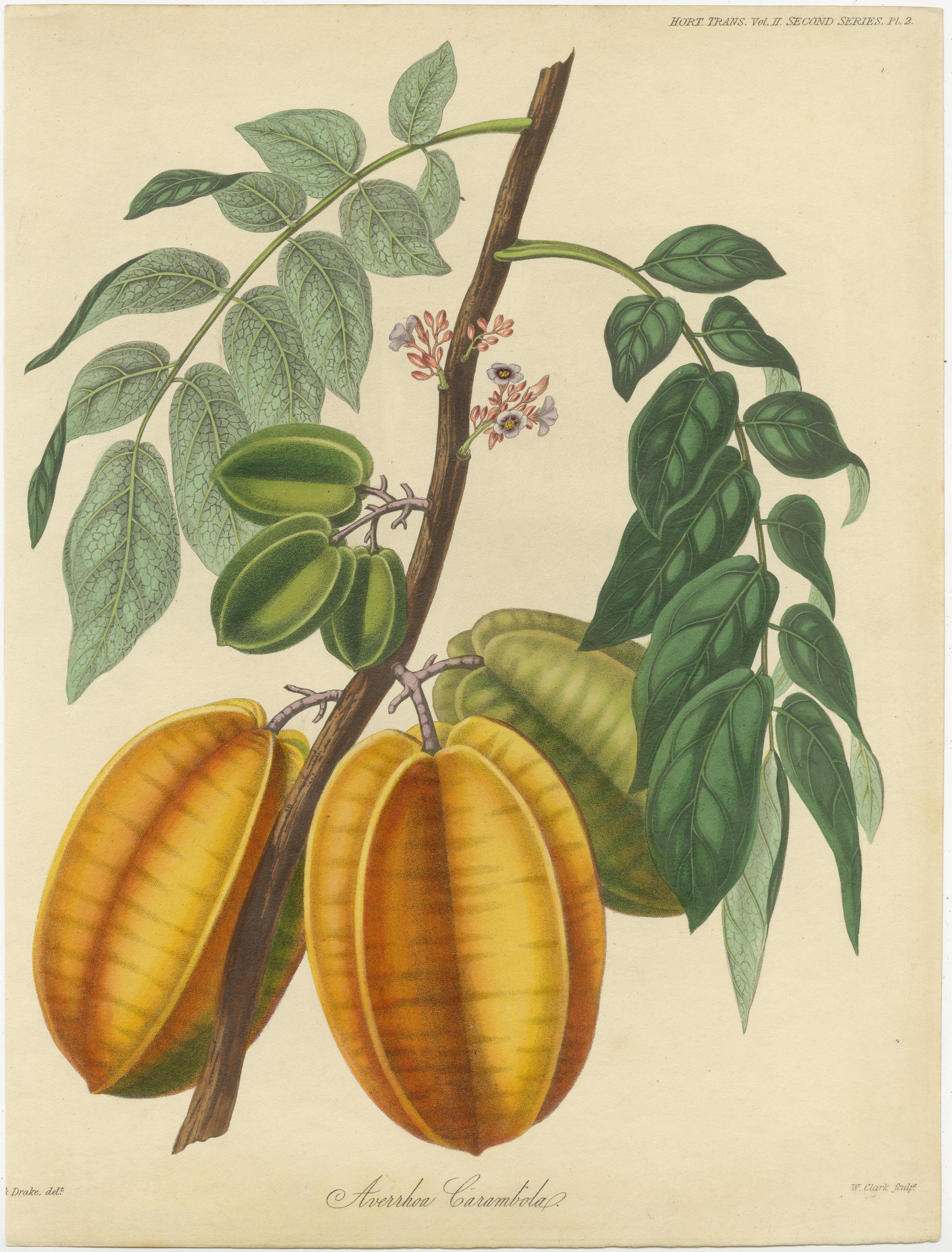Antique print titled 'Averrhoa Carambola'. This print originates from 'Transactions of the Horticultural Society of London' published circa 1835.

In Transactions of the Horticultural Society of London we find some of the most beautifully