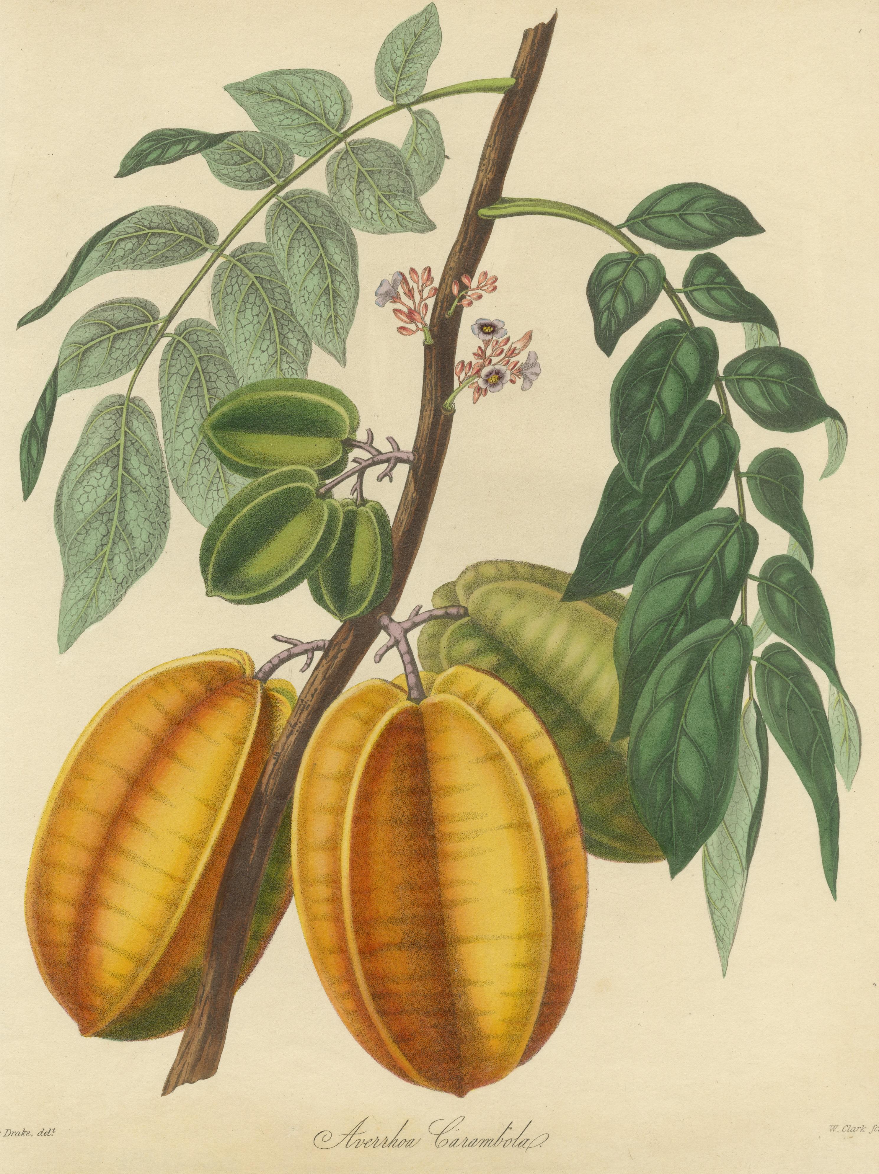Impression ancienne d'un fruit nommé Averrhoa Carambola Bon état - En vente à Langweer, NL