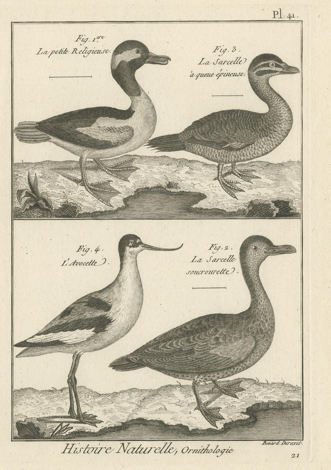 Antique print titled 'Histoire Naturelle, Ornithologie'. Engraving of the avocet bird and various ducks. This print originates from 'Tableau encyclopédique et méthodique des trois règnes de la nature' by P.J. Bonnaterre.