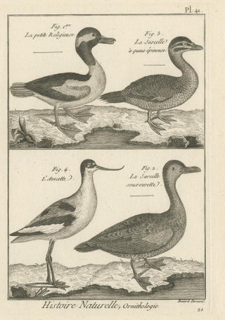 Antique Print of the Avocet Bird and various Ducks by Bonnaterre '1790', view 2