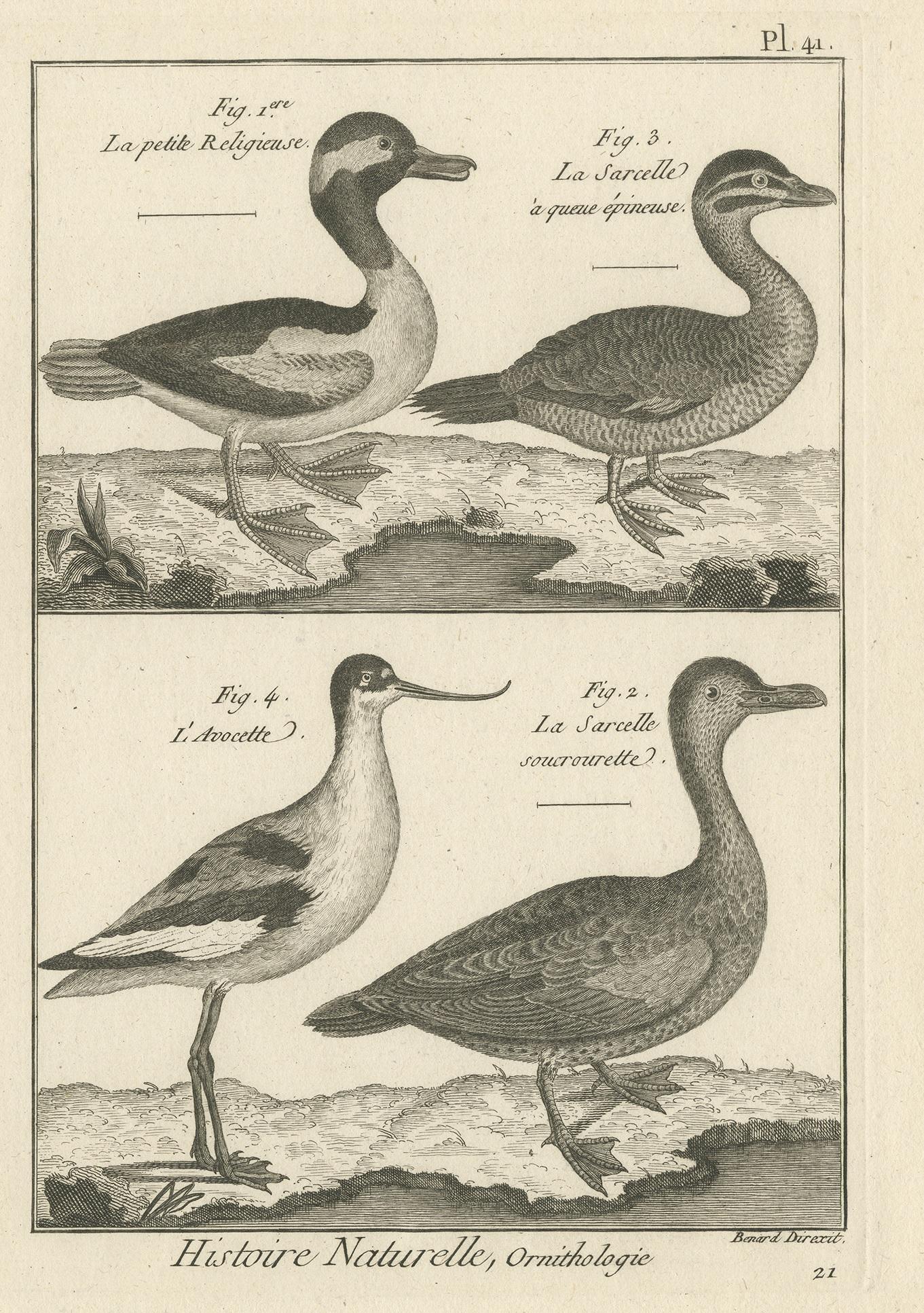 Grabado antiguo de la avoceta y varios patos de Bonnaterre '1790 en Bueno estado para la venta en Langweer, NL
